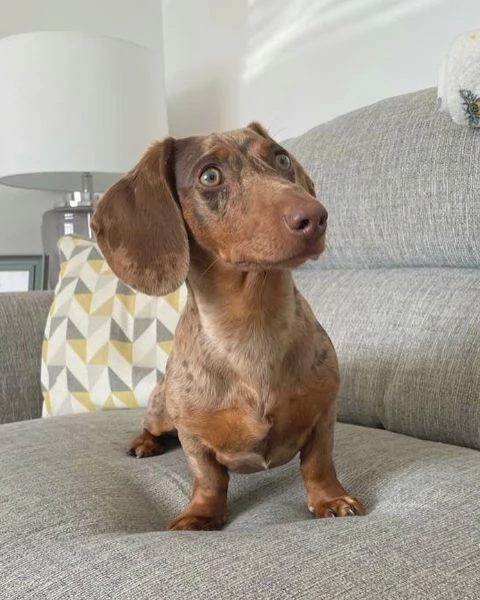 BASSOTTI attualmente dispone di cuccioli pelo corto e pelo lungo maschi e femmine  | Foto 0