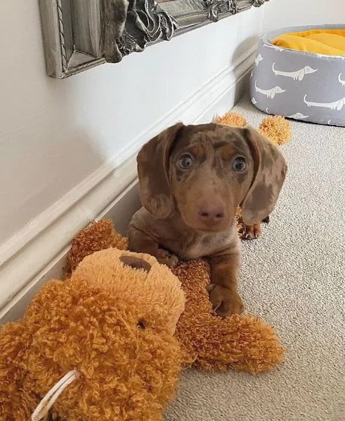 BASSOTTI attualmente dispone di cuccioli pelo corto e pelo lungo maschi e femmine  | Foto 2