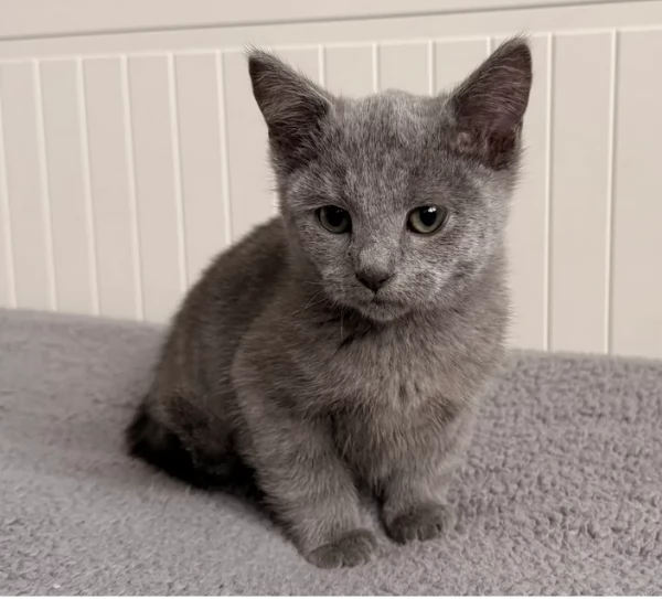 Gattino Blu di Russia Registrato  | Foto 0