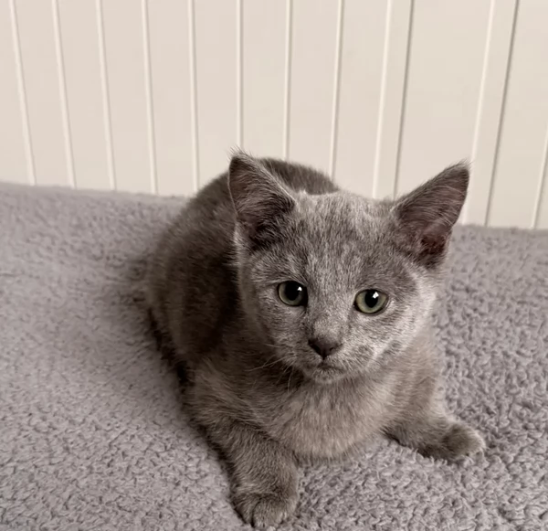 Gattino Blu di Russia Registrato 
