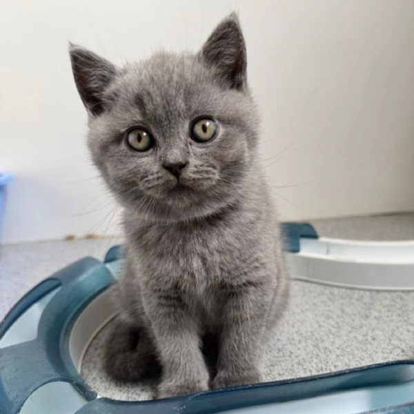 Cucciolo di British Shorthair  | Foto 0