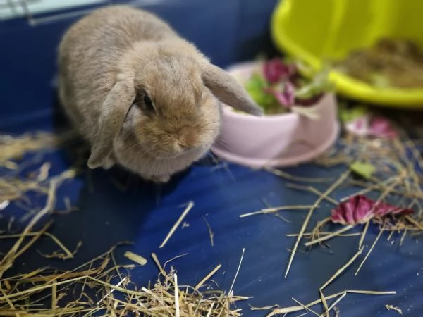Regalo Coniglio mini lop femmina | Foto 1