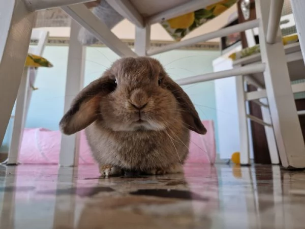 Regalo Coniglio mini lop femmina | Foto 0