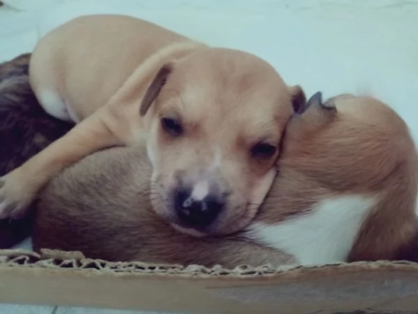 Cuccioli English Staffordshire bull terrier Staffy | Foto 2