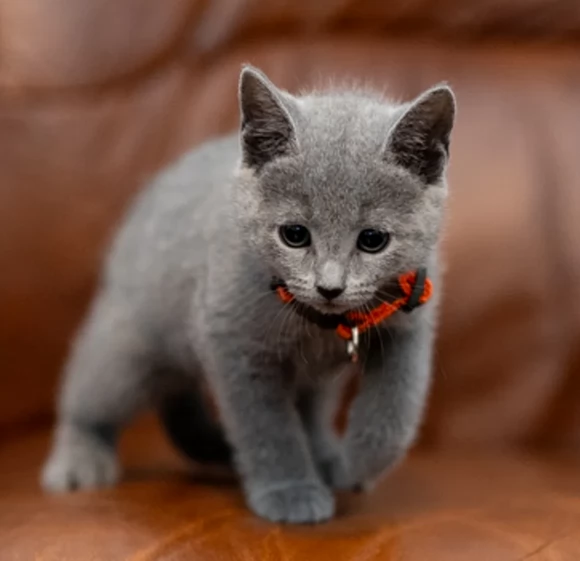 Bellissimi gattini Blu di Russia