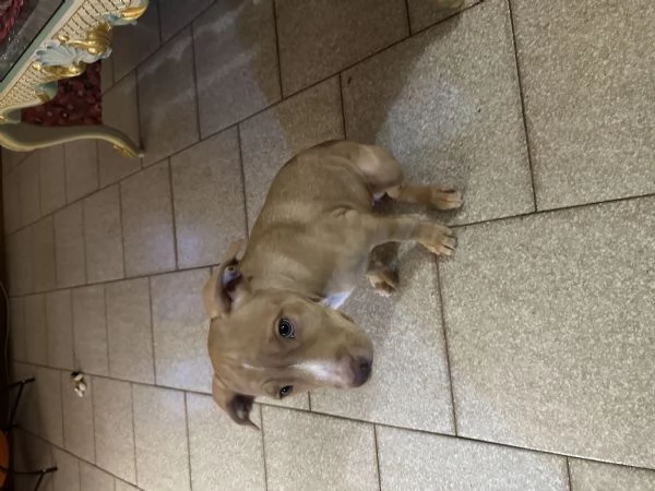 Pitbull 2 mesi femmina