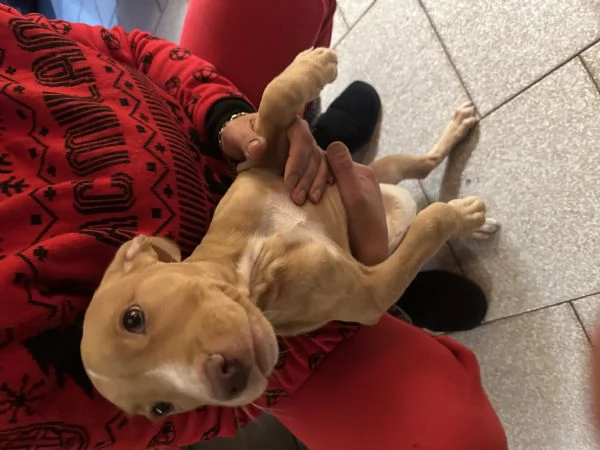 Pitbull 2 mesi femmina | Foto 2