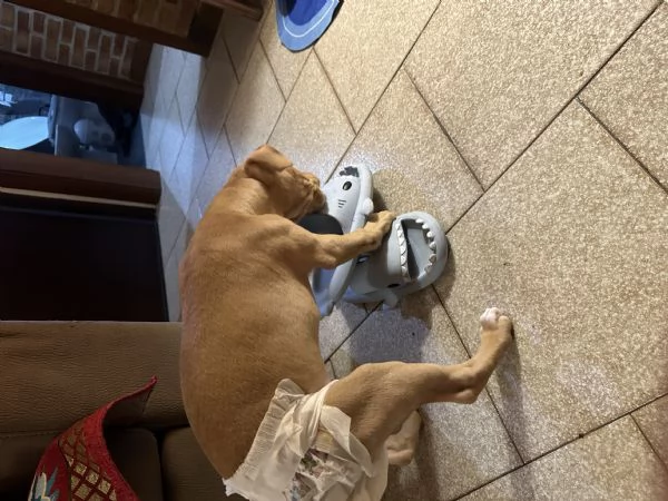 Pitbull 2 mesi femmina | Foto 1