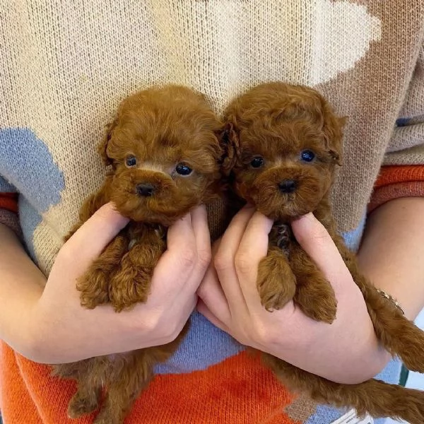 Cuccioli di barboncino toy in cerca di adozione