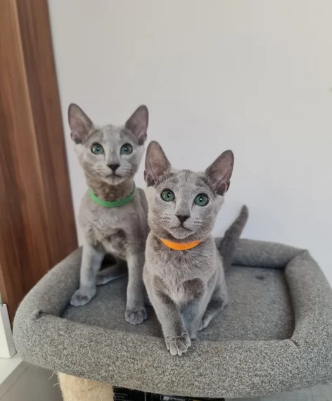 Gattini Blu di Russia Ipoallergenici