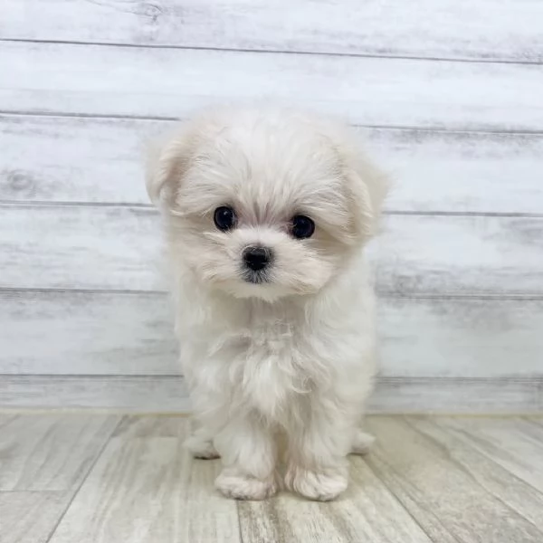 Disponibile bellissimi cuccioli di maltese toy | Foto 3