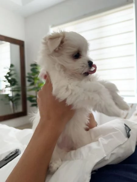 Disponibile bellissimi cuccioli di maltese toy | Foto 2