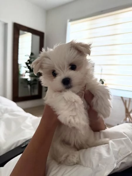 Disponibile bellissimi cuccioli di maltese toy