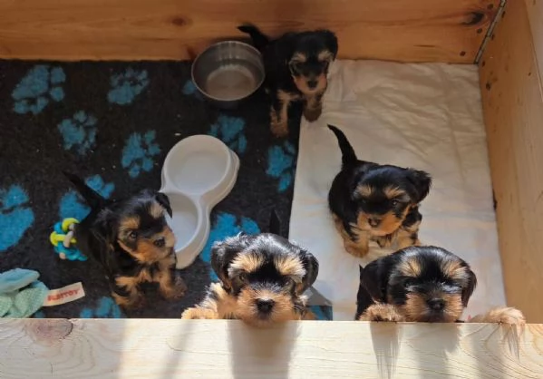 Tre adorabili cuccioli di Yorkshire Terrier cercano una casa amorevole | Foto 2