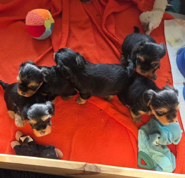 Tre adorabili cuccioli di Yorkshire Terrier cercano una casa amorevole | Foto 1