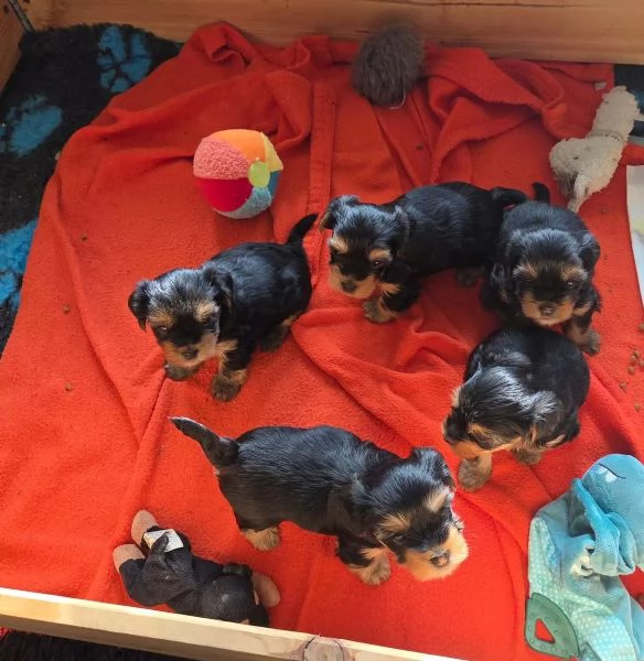 Tre adorabili cuccioli di Yorkshire Terrier cercano una casa amorevole | Foto 0