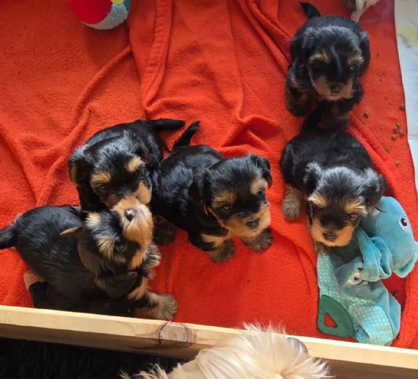 Tre adorabili cuccioli di Yorkshire Terrier cercano una casa amorevole