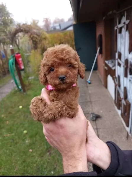 cuccioli di barboncino toy cercano una nuova casa | Foto 2