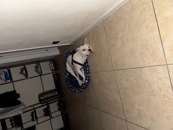 Pitbull bianco | Foto 2