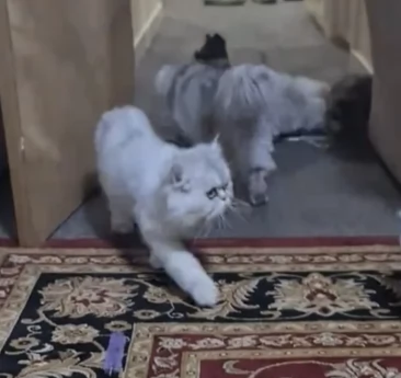 stupendi Gattini Persiano | Foto 1