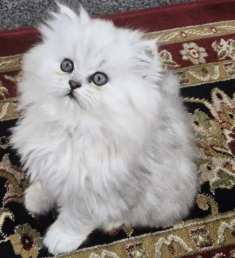 stupendi Gattini Persiano