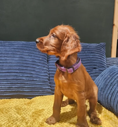 Bellissimi cuccioli di setter irlandese | Foto 0