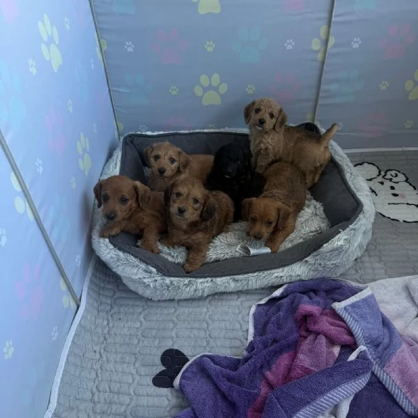 Doxiepoo barboncino e bassotto 