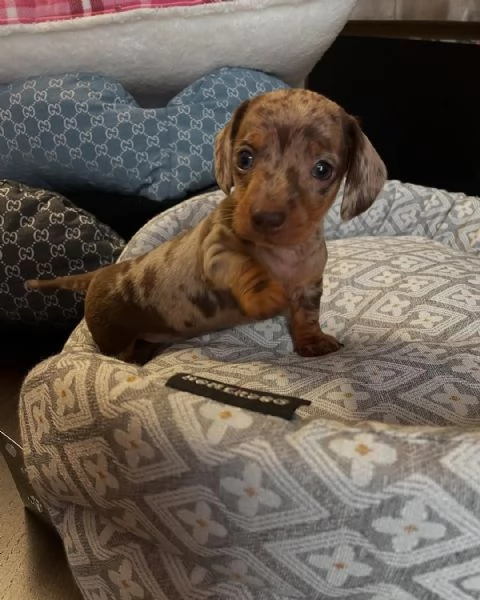 Disponibili cuccioli di bassotto tedesco | Foto 1