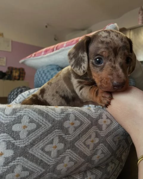 Disponibili cuccioli di bassotto tedesco | Foto 0