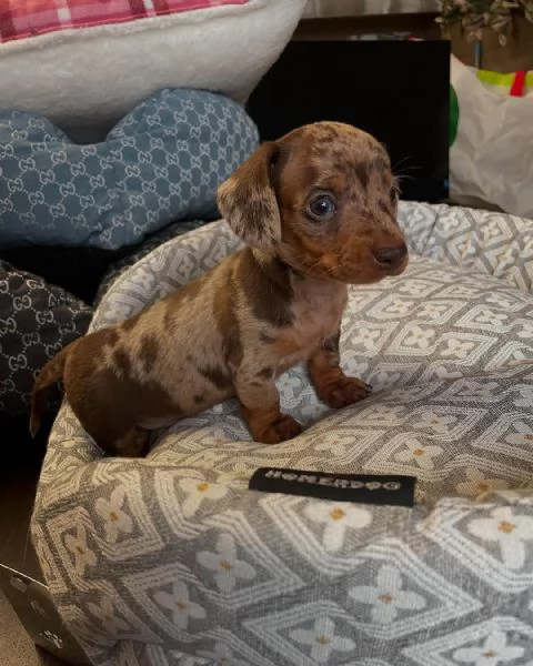 Disponibili cuccioli di bassotto tedesco