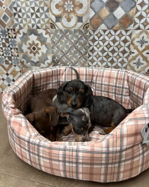 Cuccioli di bassotti Arlecchino kaninchen nani