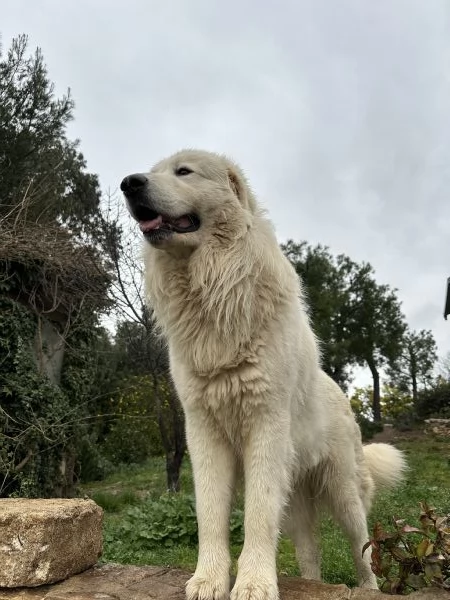 Cucciolo pastore maremmano pedigree