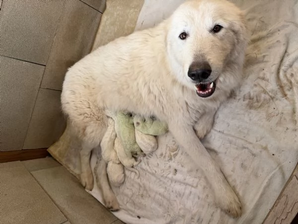 Cucciolo pastore maremmano pedigree | Foto 4