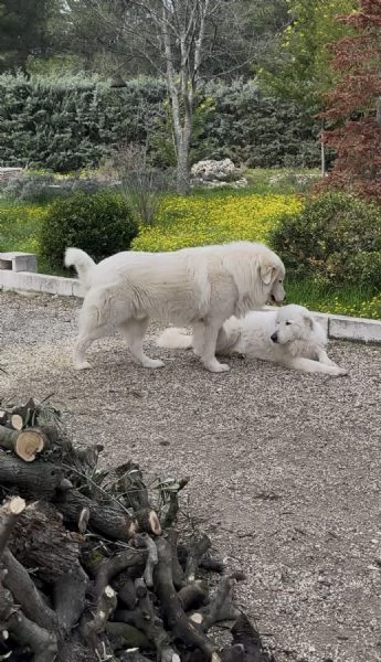 Cucciolo pastore maremmano pedigree | Foto 3