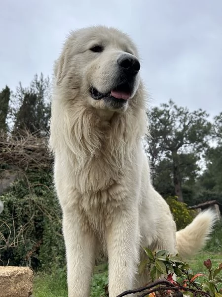 Cucciolo pastore maremmano pedigree | Foto 1