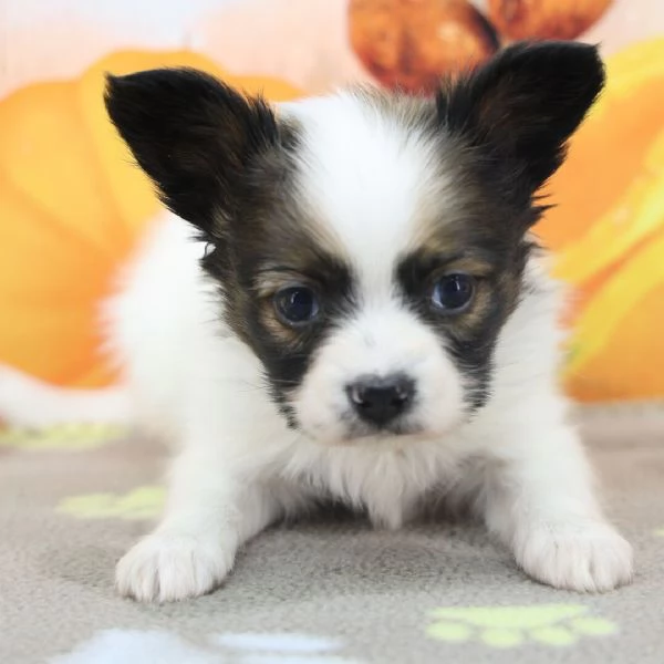 Regalo papillion Mini cuccioli maschio e femmina
