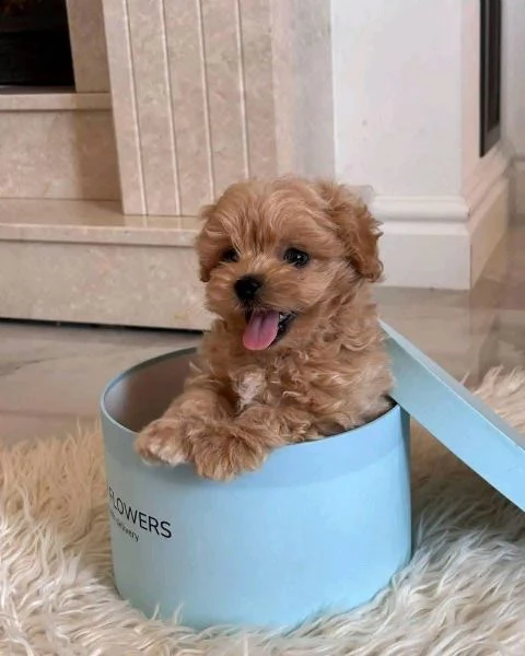 Regalo  Maltipoo cuccioli maschio e femmina