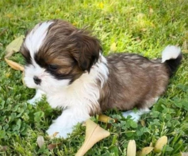 ShihTzu Mini Toy cuccioli maschio e femmina | Foto 0