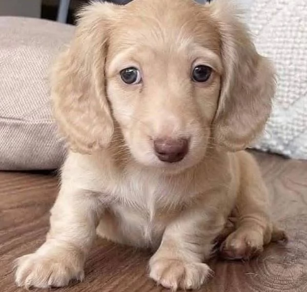 Regalo bassotto nana  cuccioli maschio e femmina | Foto 1
