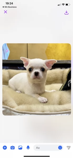 Regalo Chihuahua Toy cuccioli maschio e femmina