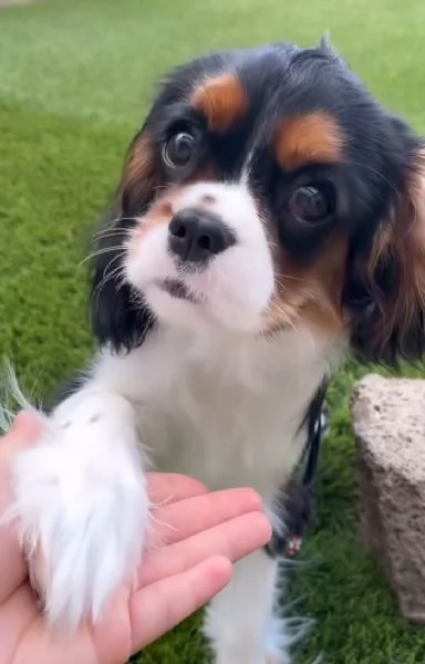 Cavalier King Charles cuccioli maschio e femmina | Foto 0
