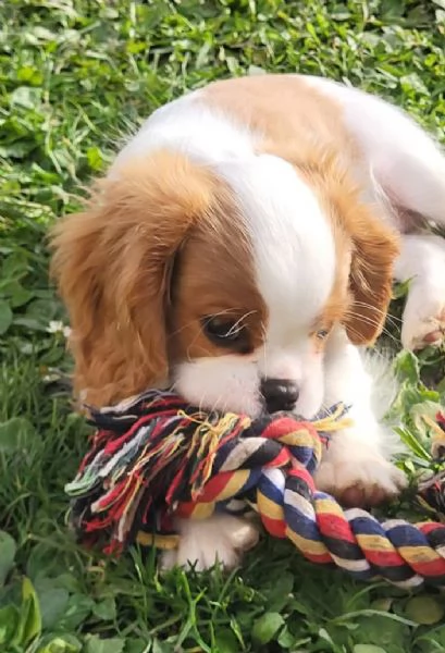 Cavalier King Charles cuccioli maschio e femmina