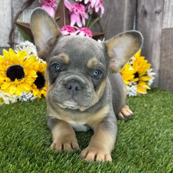 Regalo Bulldog Francese cuccioli maschio e femmina | Foto 0