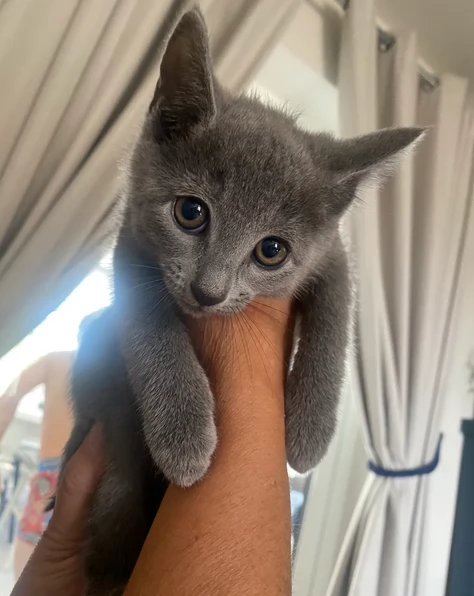 Coccolosi Gattini blu di Russia