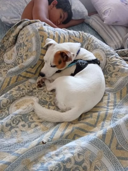 Regalo Jack Russell | Foto 2