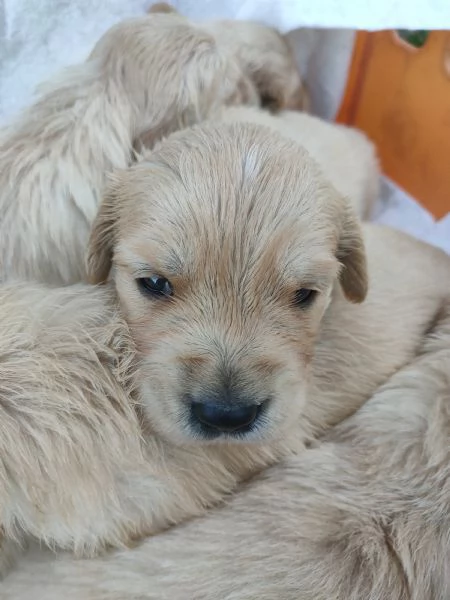 Cuccioli di Golden retriever  | Foto 2