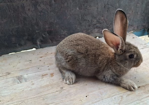 Conigli giganti | Foto 2