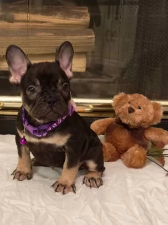 Cuccioli di bulldog francese maschi e femmine  | Foto 1
