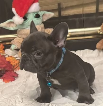 Cuccioli di bulldog francese maschi e femmine  | Foto 0