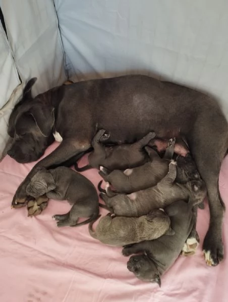 Cuccioli Cane Corso grigi